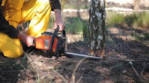 Best Stump Grinding and Removal  in Nisswa, MN