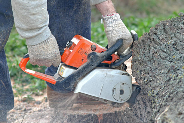 Best Tree Trimming and Pruning  in Nisswa, MN